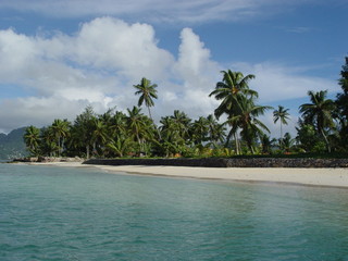 spiaggia con palme