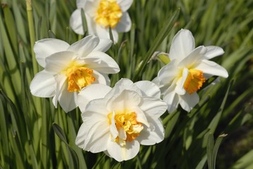 Fototapeta premium narzissen