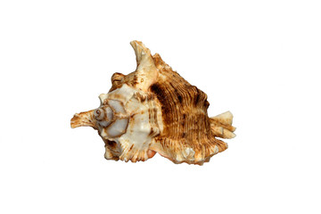apple murex seashell on white