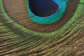 Obraz premium peacock feather