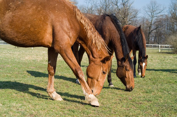 horses on the meadow