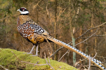 phaesant royal