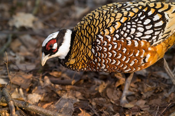 phaesant royal