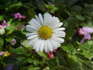 Obraz premium finesse