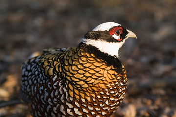 phaesant royal