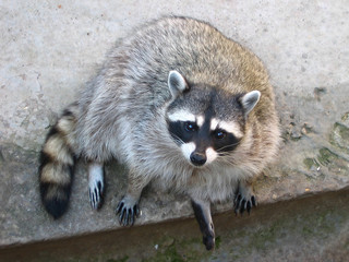 raccoon