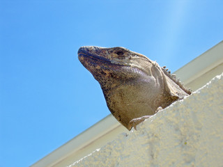 iguana portrati