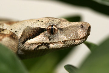 boa juvenile