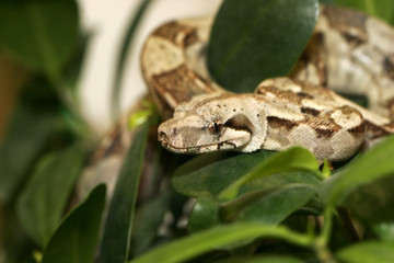 boa juvenile