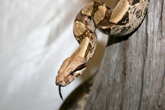 boa
