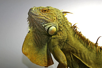 iguane