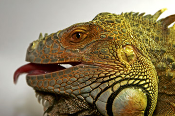 Obraz premium iguane