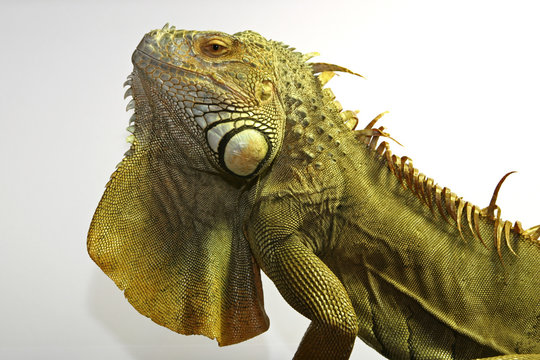 iguane