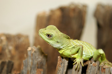 physignatus