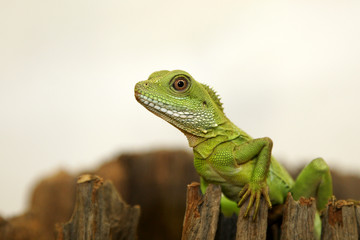 physignatus