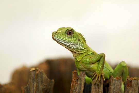 physignatus
