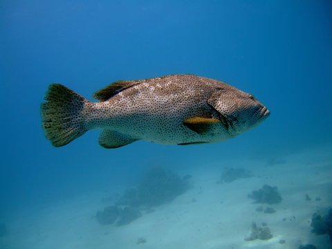 close-up grouper