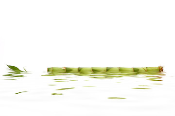 bamboo plant