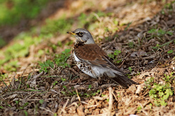 brown bird