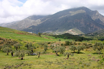 an olive grove in  crete, greece