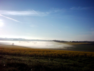 medow with dandelions and rape in fog