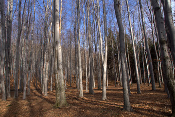 beautifull beechtree forest