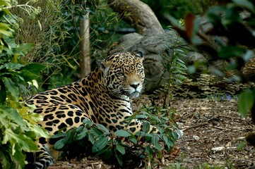 Fototapeta na wymiar jaguar odpoczynku