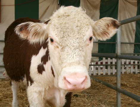 brown spotted cow