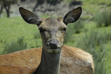 Obraz premium cerf elaphe