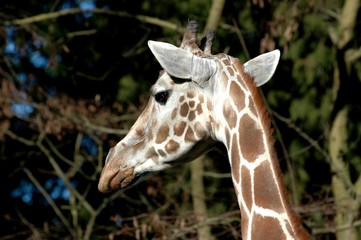 giraffe looking away