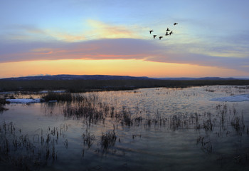 Obraz na płótnie Canvas latające kaczki po zachodzie słońca na wiosnę, 3 strzały
