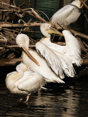 pelicans  bird