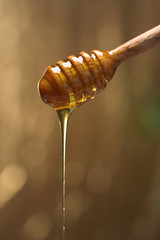 honey