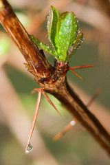 barberry