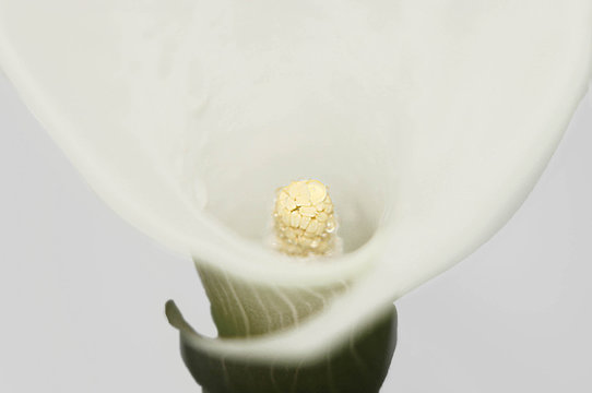 calla