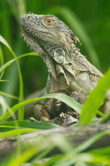 iguane cano negro costa rica