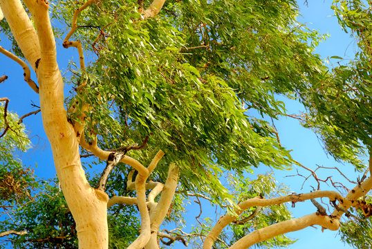 australian eucalyptus  tree