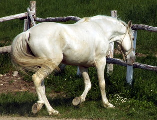 white horse