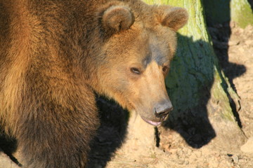 Fototapeta premium braunbär