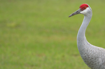 sandhill crane