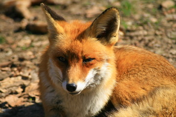 fuchs