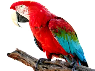 Gartenposter Papagei Vogel