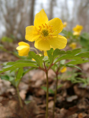 yellow wood anemone