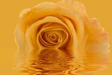 yellow rose