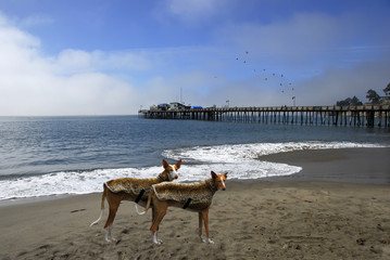 dogs on the beach