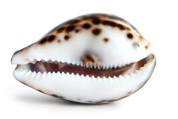 tiger cowrie shell