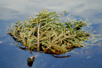 falsch entsorgter weihnachtsbaum