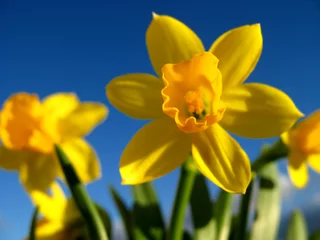Deurstickers Narcis narcissen 1