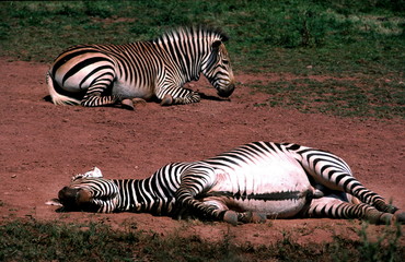 zebra dust  bath