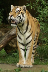 Fototapeta premium tiger